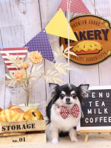 20240920てんちゃん